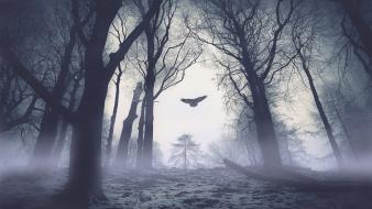 Dark forests birds fog eagles awakening dawning wallpaper