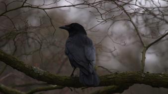 Depth of field crows branches wallpaper