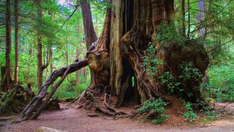 Giant tree olympic national park kalaloch cedar