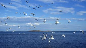 Islands seagulls sea wallpaper