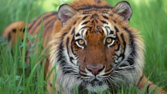 Nature animals tigers grass wallpaper
