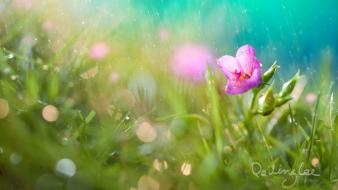 Nature flowers macro watermark wallpaper