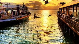 Nature seattle boats sunlight birds sea wallpaper