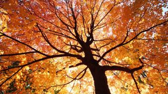 Nature trees autumn wallpaper