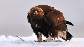 Snow birds eagles golden eagle wallpaper