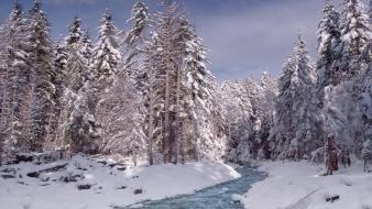 Snow trees streams wallpaper