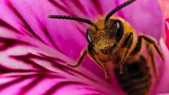 Animals bees wallpaper