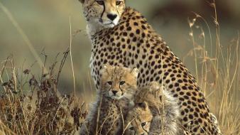 Animals cheetahs baby wallpaper