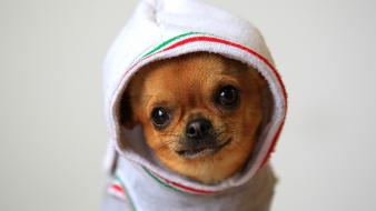 Animals dogs funny chihuahua wallpaper