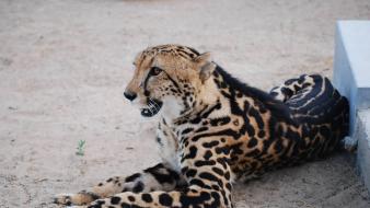 Animals king cheetah wallpaper