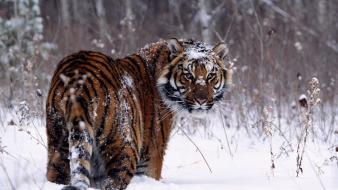 Animals tigers wild wallpaper