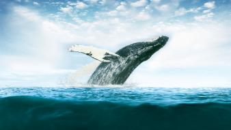 Animals whales wallpaper