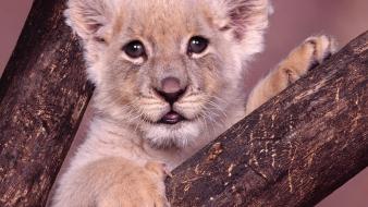 Animals wild baby wallpaper