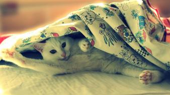 Cats animals blanket wallpaper