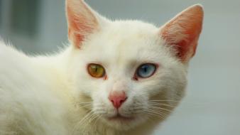 Cats animals heterochromia van cat wallpaper