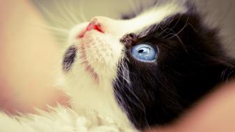 Cats blue eyes moustache macro little cat wallpaper