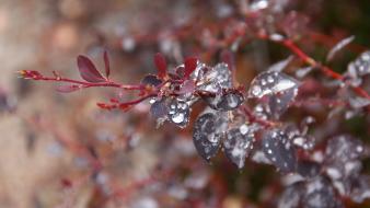 Close-up water drops macro raindrops bushes wallpaper