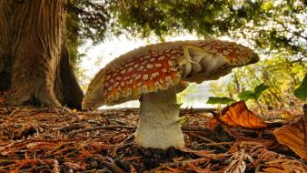 Forest mushrooms poison wallpaper