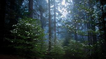 Forests national park mystical sequoia early morning wallpaper
