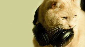 Music cats animals earphones wallpaper