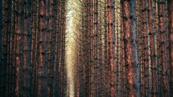 Nature trees pine tree wallpaper