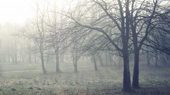 Nature winter trees seasons fog mist tranquility