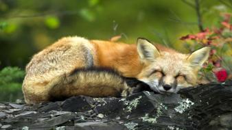 Sleeping foxes wallpaper