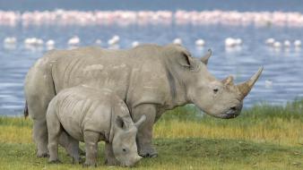 White animals rhinoceros pair kenya baby wallpaper