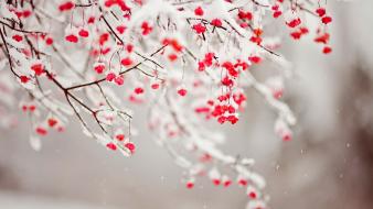 Winter snow berries branches wallpaper