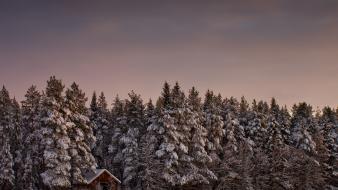 Winter snow pine tree