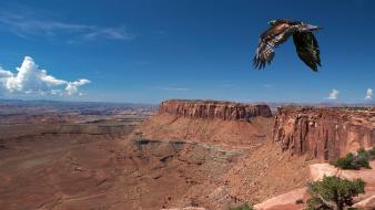 Animals rocks eagles panorama birds of prey wallpaper
