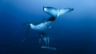 Animals whales humpback whale wallpaper