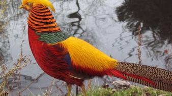 Birds animals pheasant golden wallpaper