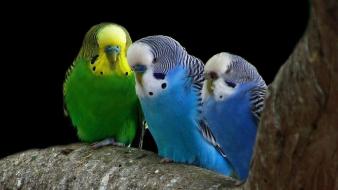 Birds parakeets wallpaper