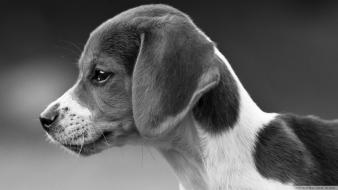 Black and white animals dogs wallpaper