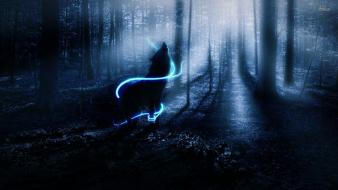 Forests wolves wallpaper