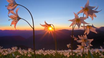 Glacier national park washington hurricane avalanche lilies ridge wallpaper