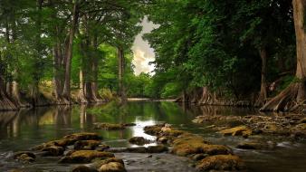 Green landscapes nature trees wallpaper