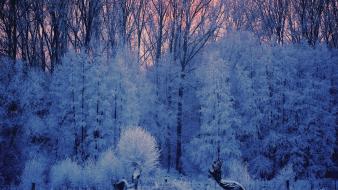 Ice snow trees frost