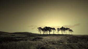 Landscapes trees sepia