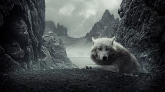 Mountains dark animals rocks wolves