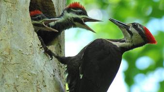 Nature animals woodpecker wallpaper
