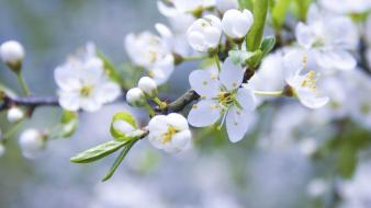 Nature flowers plants