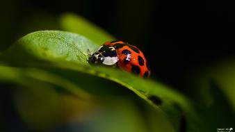 Nature love red insects spring nikon macro ladybirds wallpaper