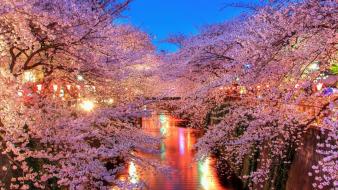 Nature sakura oriental evening sakurai izumi channel wallpaper