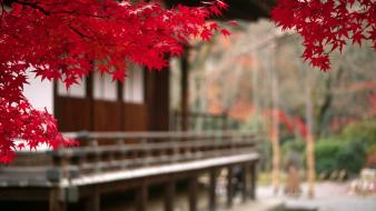 Red leaves court yard autumn wallpaper