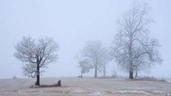 Snow trees fields fog mist usa minnesota