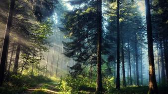 Trees forests plants sunlight hdr photography natural wallpaper