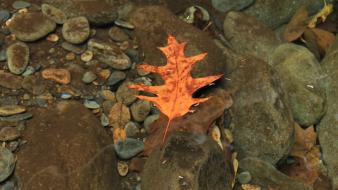Water landscapes nature leaf yellow stones transparent autumn wallpaper