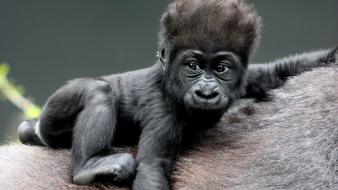 Animals apes gorillas baby